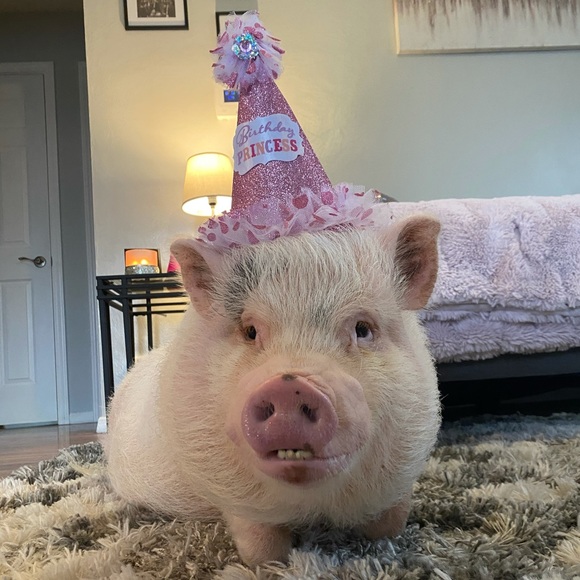 Why I Posh - Picture 2 of 16